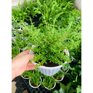 Chậu mềm hàm hương (chậu lớn)