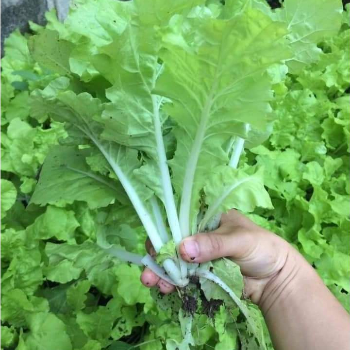 Hạt giống Cải Bẹ Dún 67 (20g~4000 hạt) giòn ngọt, nhanh thu hoạch, trồng quanh năm