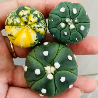 Xương rồng Aster 2