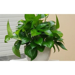 Chậu Cây trầu bà để trang trí nhà cửa dễ trồng dễ chăm nhất