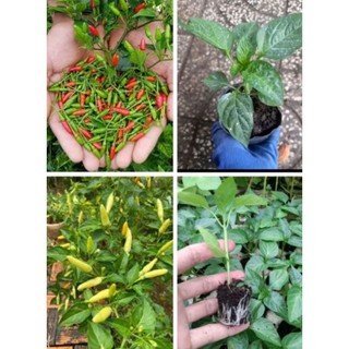 Combo 2 cây ớt xiêm xanh - trắng