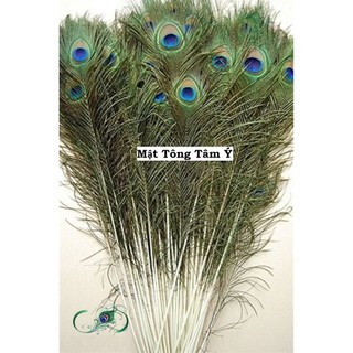 [MẮT TO] Lông công dài từ 25 đến 100cm loại ĐẸP nguyên vẹn, tự nhiên 100% phong thủy tài lộc