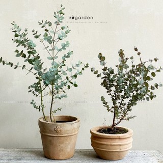 Cây Khuynh Diệp Lá Bạc - True Blue, Eucalyptus Silver Dollar Đã Thuần Khí Hậu Sài Gòn