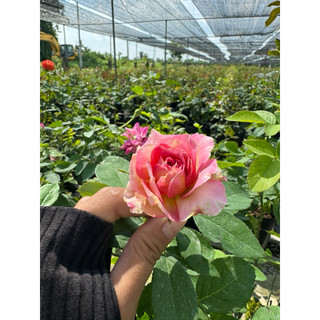 Hồng bụi Camellia