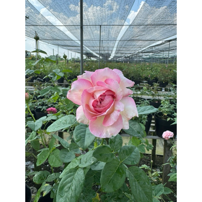 Hồng bụi Camellia