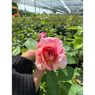 Hồng bụi Camellia