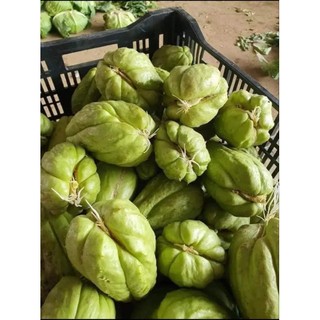 cây giống 1 củ su su giống củ già chưa mầm hoặc hé mầm