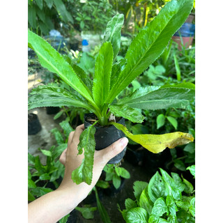 Cây ngò gai rau gia vị