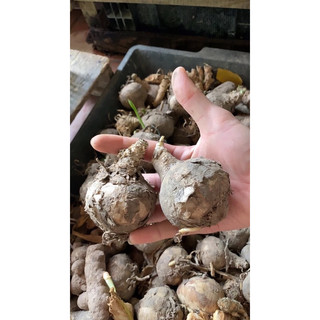Củ giống trinh nữ hoàng cung chuẩn 100%