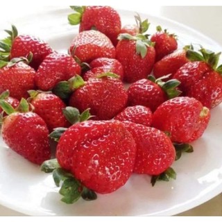 Combo 11 cây mô vỉ dâu 🍓 úc