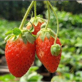 Combo 11 mô vỉ cây giống dâu 🍓hàn king
