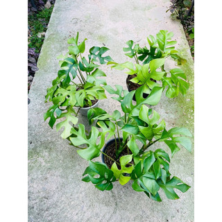 Chậu mềm monstera lá nhỏ - Monstera mini