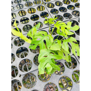 Chậu mềm monstera lá nhỏ - Monstera mini