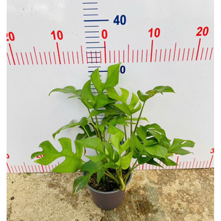 Chậu mềm monstera lá nhỏ - Monstera mini
