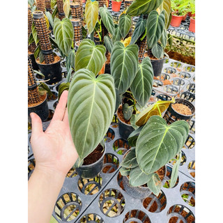 Chậu philodendron melano