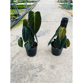Chậu philodendron melano