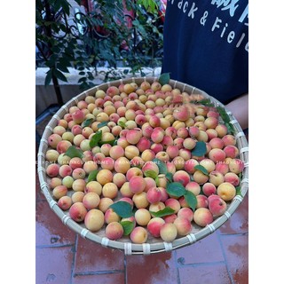 Nước giải khát mơ giòn (Noom)