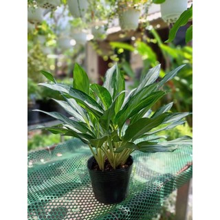 Cây giữ tiền (chỉ giao hỏa tốc HCM)