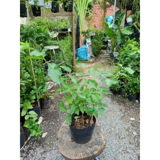 Cây dâu tằm 30-40cm