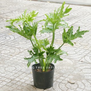Cây Trầu bà Thanh Xuân size nhỏ 60cm