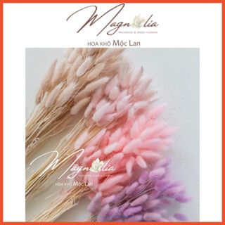 Hoa khô cỏ đuôi thỏ hồng ❤️FREESHIP❤️ Hoa khô baby decor trang trí nhà cửa cao cấp