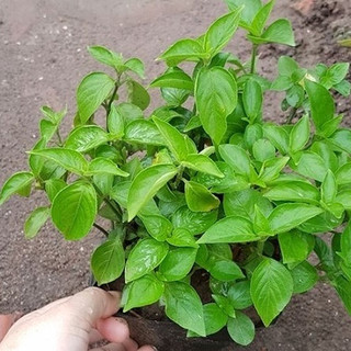 Cây lá cẩm tím, đỏ ( giống chuẩn của người dân tộc, dùng nấu xôi, chè, tạo màu trong nấu ăn )