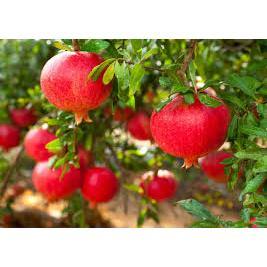 Cây lựu thái/ lựu bạch/ lựu mỹ/ lựu ấn độ-Cây đang hoa hoặc sẵn trái- Cây hoa kiểng Đồng Tháp