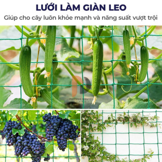 Lưới giàn leo theo kích thước khách đặt