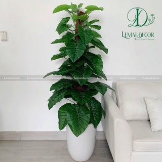 Cây Trầu Bà Cột Giả Cao 1M6 thân to, lá dày đẹp hàng loại 1, trang trí nhà cửa, quán cafe, nhà hàng