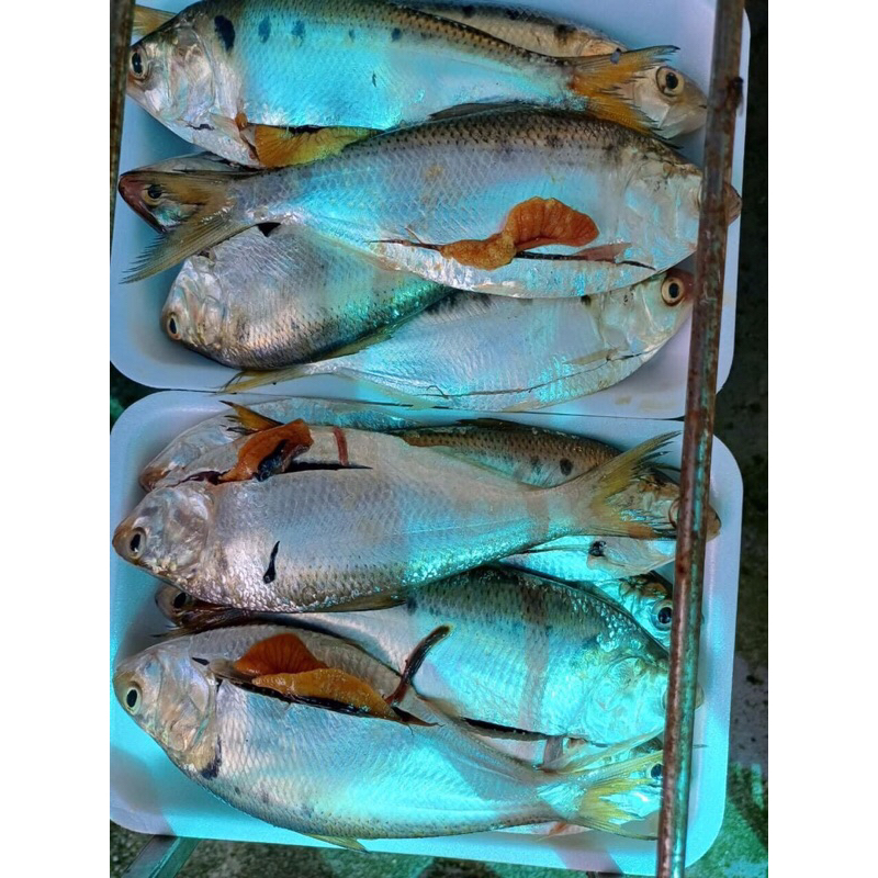 Cá mòi tươi