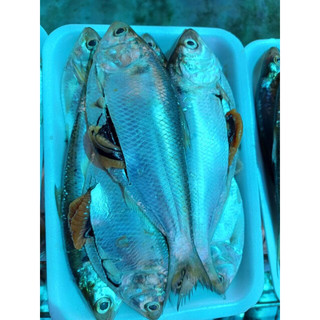 Cá mòi tươi