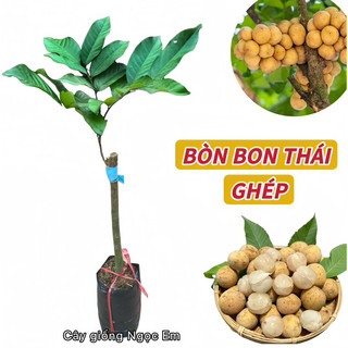 Cây bòn bon thái chuẩn hàng thái f1, 2 năm cho quả