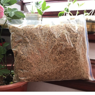 500g Vỏ trấu tươi (trấu sống) để trộn giá thể trồng cây