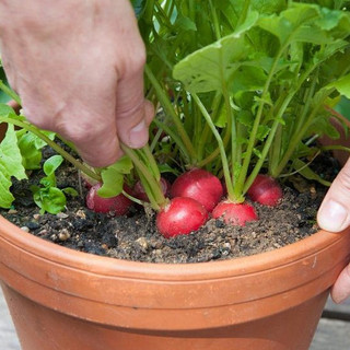 2g Hạt giống Củ Cải Đỏ Cherry - Dễ trồng chậu, nhanh được ăn, trồng quanh năm