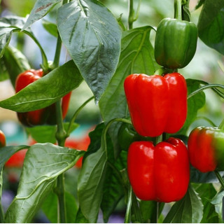50 Hạt giống Ớt Chuông Lùn nhiều màu (quả Xanh & Đỏ, Vàng...) rất sai quả, kháng bệnh tốt, trồng chậu đẹp