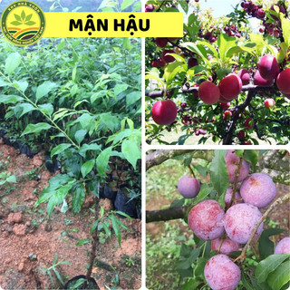 Cây giống Mận Hậu Mộc Châu chuẩn F1 quả to giòn, ngọt đảm bảo chất lượng cho năng suất cao