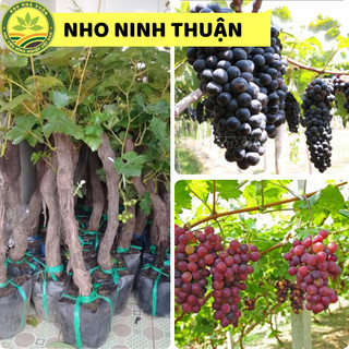 Cây giống nho Ninh thuận, giống nho dễ trồng nhất, phù hợp với khí hậu các vùng miền, giống khỏe