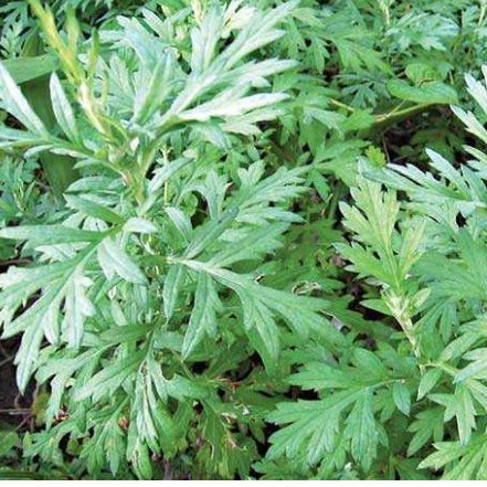 05 Cây Ngải Cứu ( Bầu ổn định)