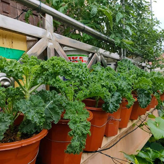 (2500 hạt) Hạt giống Cải Xoăn Kale khổng lồ năng suất cao, chịu nhiệt, thu hoạch liên tục trong 6 tháng - 5g