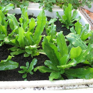 1g (1000 hạt) Hạt giống Mùi Tầu (Ngò Gai)