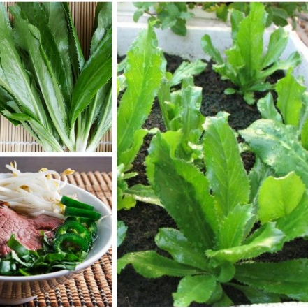 1g (1000 hạt) Hạt giống Mùi Tầu (Ngò Gai)