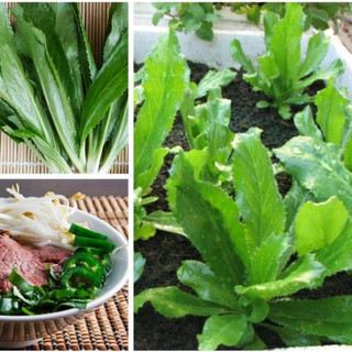 1g (1000 hạt) Hạt giống Mùi Tầu (Ngò Gai)