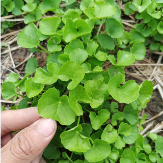 2g Hạt giống rau má chuẩn (đã test độ nảy mầm)