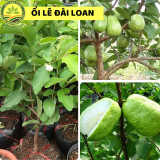Cây giống ổi lê Đài Loan, giống ổi chất lượng cao, quả to, thịt dày, ngọt, cây giống khỏe dễ trồng