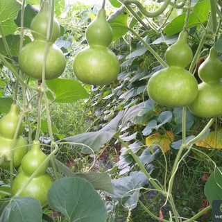 10 Hạt giống Bầu Hồ Lô sai quả, dễ trồng, ăn ngon