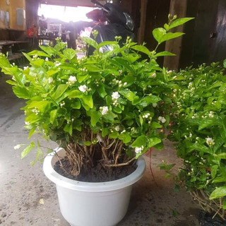 Bụi Hoa Nhài cỡ trung, đang có hàng trăm nụ hoa( Nhài Ta dễ trồng lại thơm)