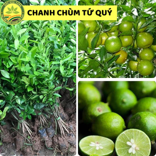 Cây giống chanh chùm tứ quý, giống chanh lùn siêu quả, cho quả quanh năm