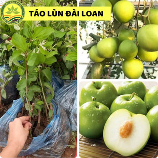 Cây Giống táo Đài loan F1, giống táo quả to, vỏ mỏng, quả ngọt và giòn không bị chua