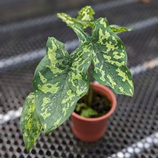 Môn lính, Hilo Beauty Elephant Ear, trang trí bàn làm việc, nhà cửa, sân vườn.