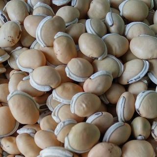 1kg ĐẬU VÁN TRẮNG - hạt trắng, đẹp